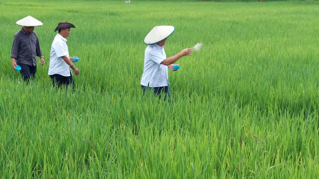 Kawasan persawahan yang terebar di wilayah Bulungan