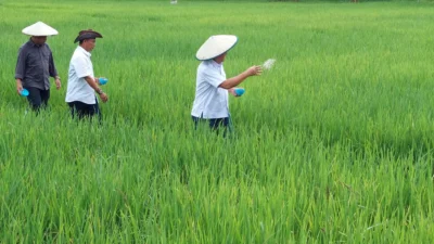 Kawasan persawahan yang terebar di wilayah Bulungan
