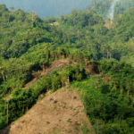 Waspada Perambahan Hutan Skala Besar, Dishut Kaltara Awasi Keterlibatan Pemodal Ilegal
