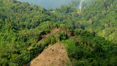 Ilustrasi Kerusakan Hutan di Kaltara