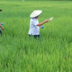 DPKP Kaltara Komitmen Perkuat Sektor Pertanian untuk Dukung Ketahanan Pangan