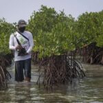 Pemerintah Pusat Kaji Potensi Ekonomi Karbon Mangrove di Kaltara
