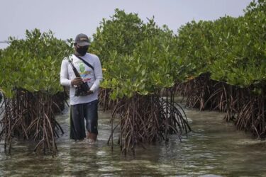 Salah satu kawasan mangrove di Kaltara