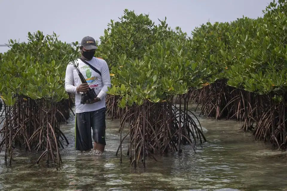 Salah satu kawasan mangrove di Kaltara