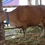 Pemprov Kaltim Perkuat Jaminan Halal Produk Hewani, LPH DPKH Jalani Asesmen Lapangan