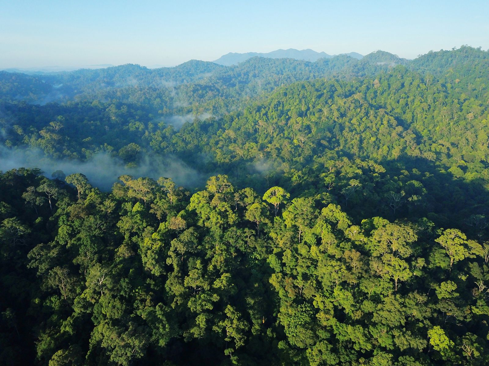 Abdunnur Targetkan Unmul Jadi Pusat Riset Hutan Tropis Indonesia, Publikasi dan Inovasi Terus Meningkat