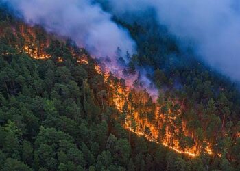 David Jingga Soroti Kebakaran Hutan di Kalimantan, Minta Penanganan Tak Setengah Hati