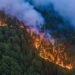 David Jingga Soroti Kebakaran Hutan di Kalimantan, Minta Penanganan Tak Setengah Hati